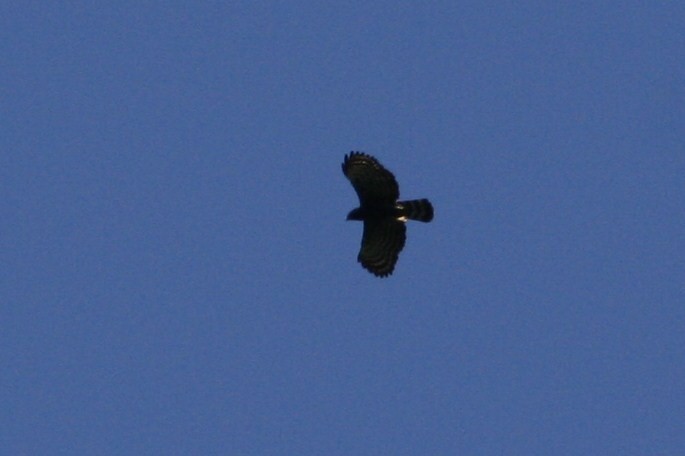 Чёрный хохлатый орёл - ML54462431