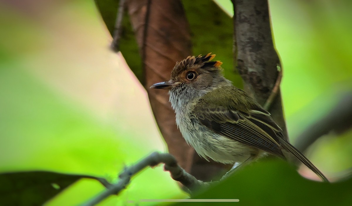 Scale-crested Pygmy-Tyrant - ML544624491
