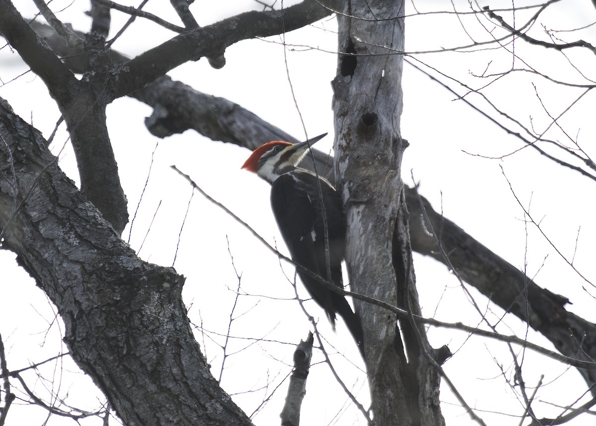 Pileated Woodpecker - ML544629981
