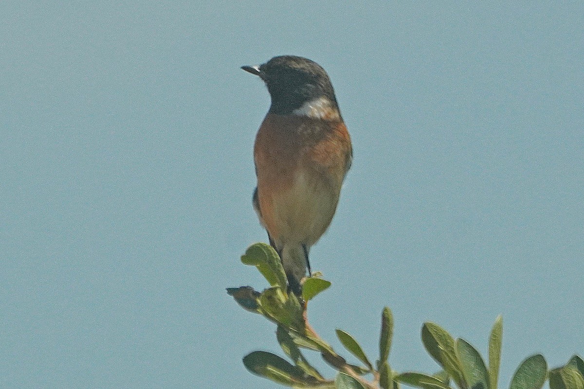 African Stonechat (African) - ML544631651