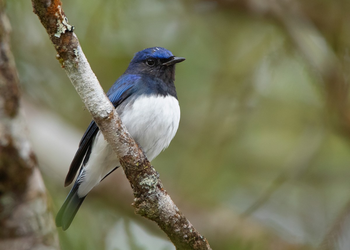 Blue-and-white Flycatcher - ML544632301