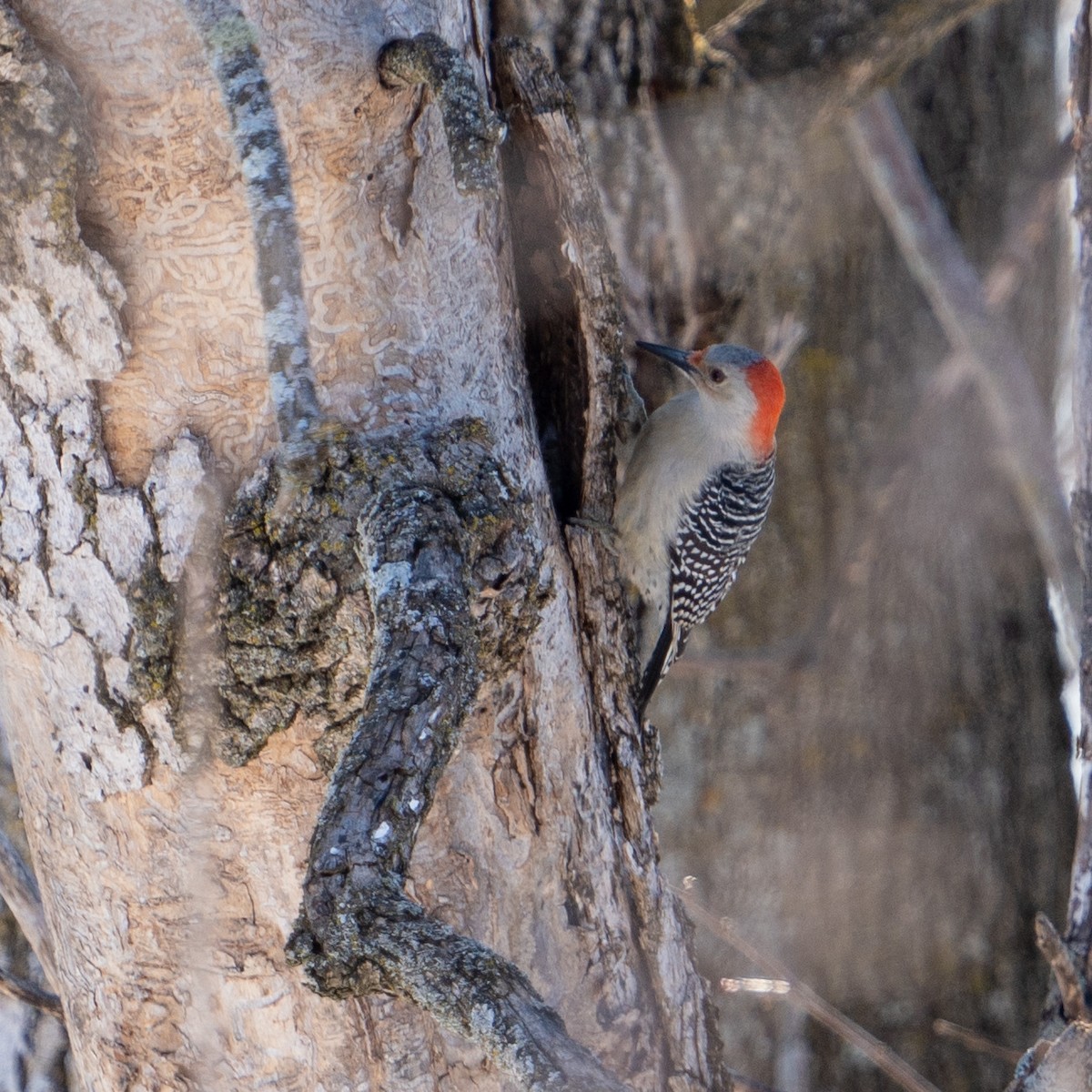 Red-bellied Woodpecker - ML544634661