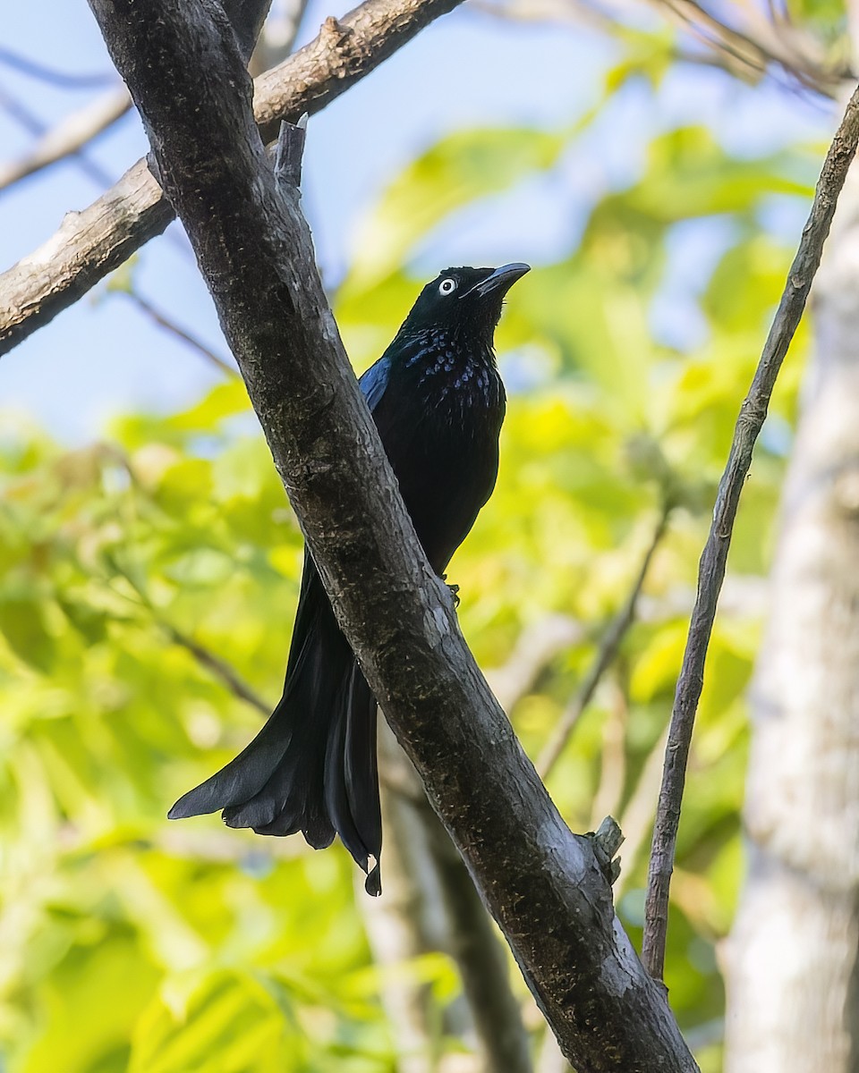 Hair-crested Drongo - ML544634961