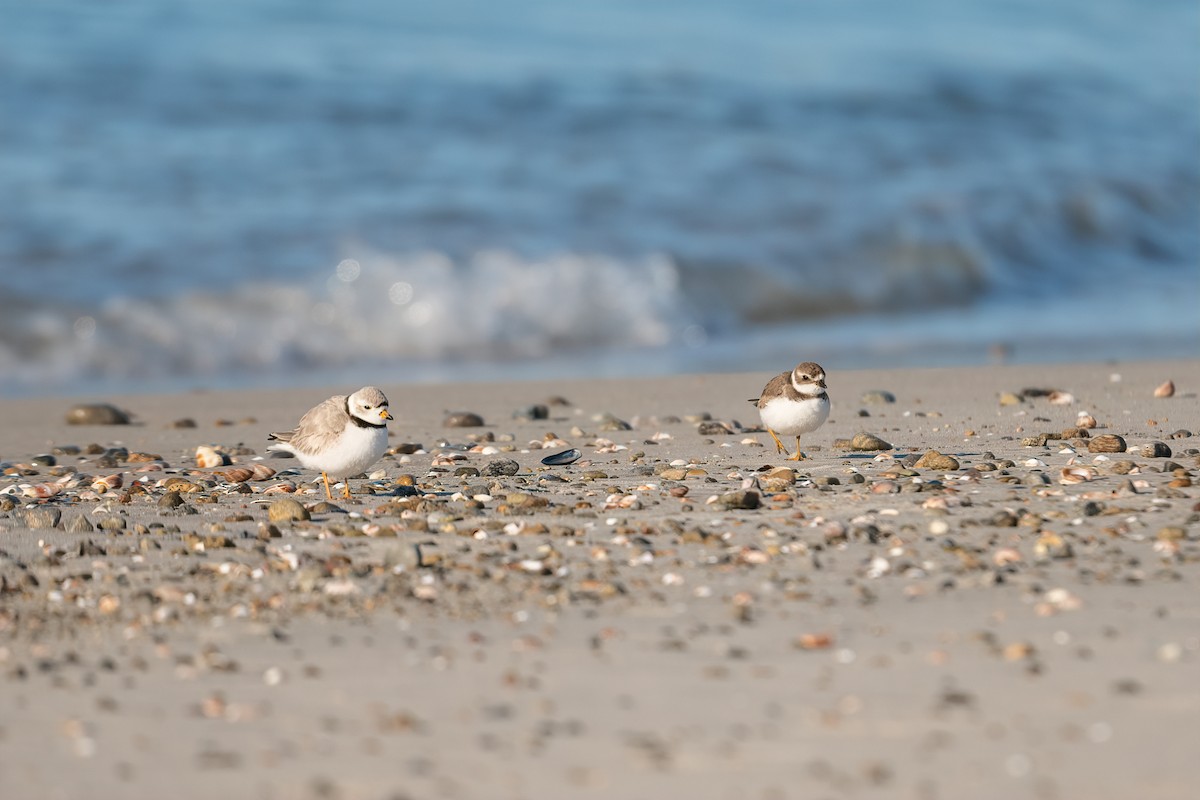 Semipalmated Plover - ML544638071