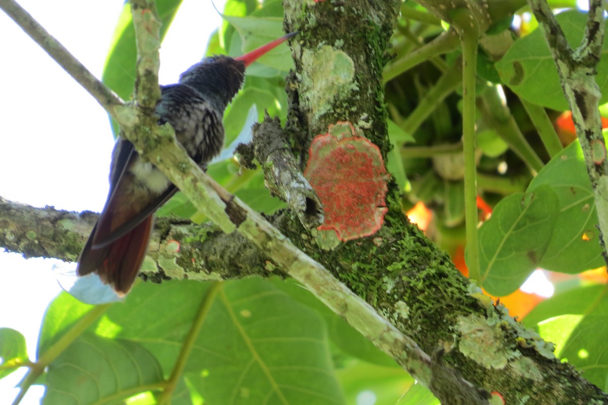 Rufous-tailed Hummingbird - ML544640251