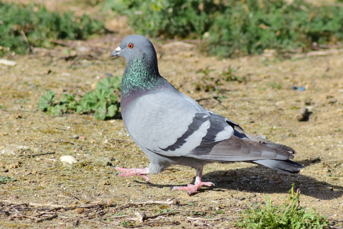 Rock Pigeon (Feral Pigeon) - ML544640831