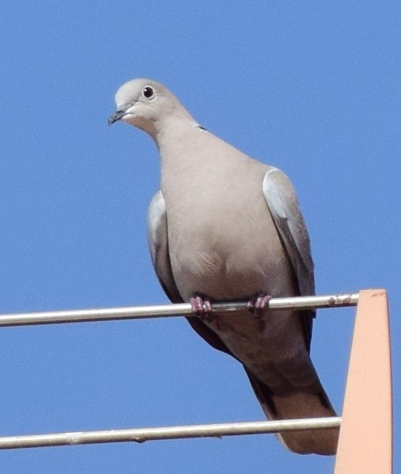 Eurasian Collared-Dove - ML544641161