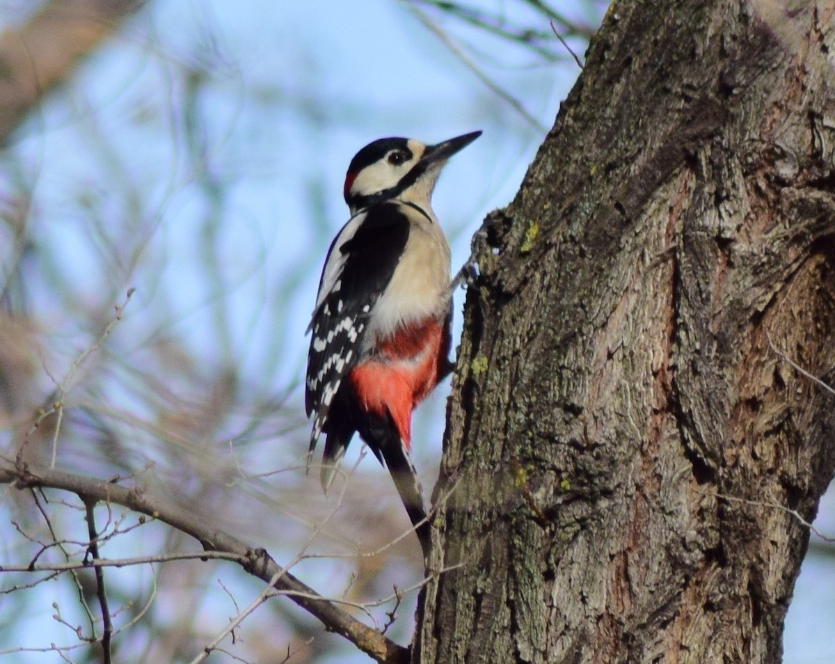 Great Spotted Woodpecker - ML544641271