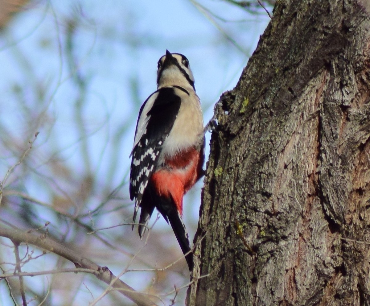 Great Spotted Woodpecker - ML544641281
