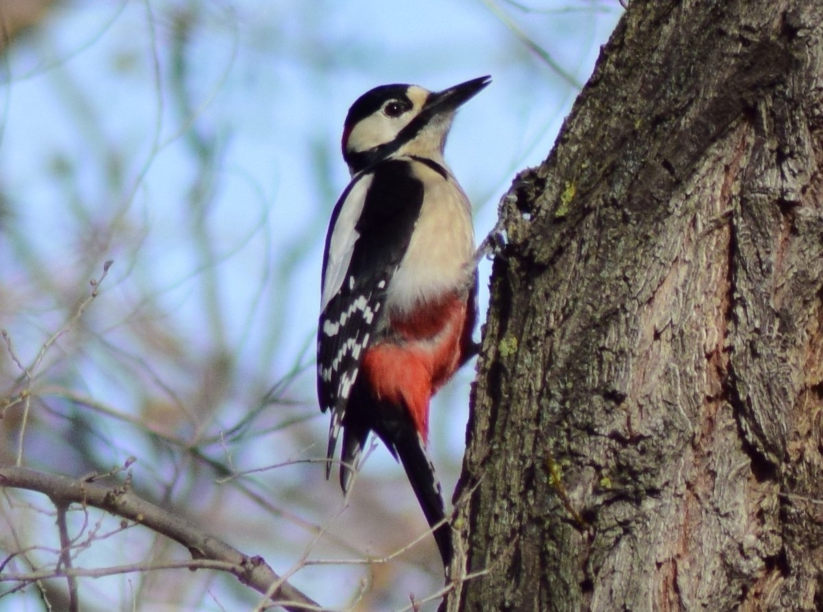 Great Spotted Woodpecker - Rubén Blázquez Comisaña