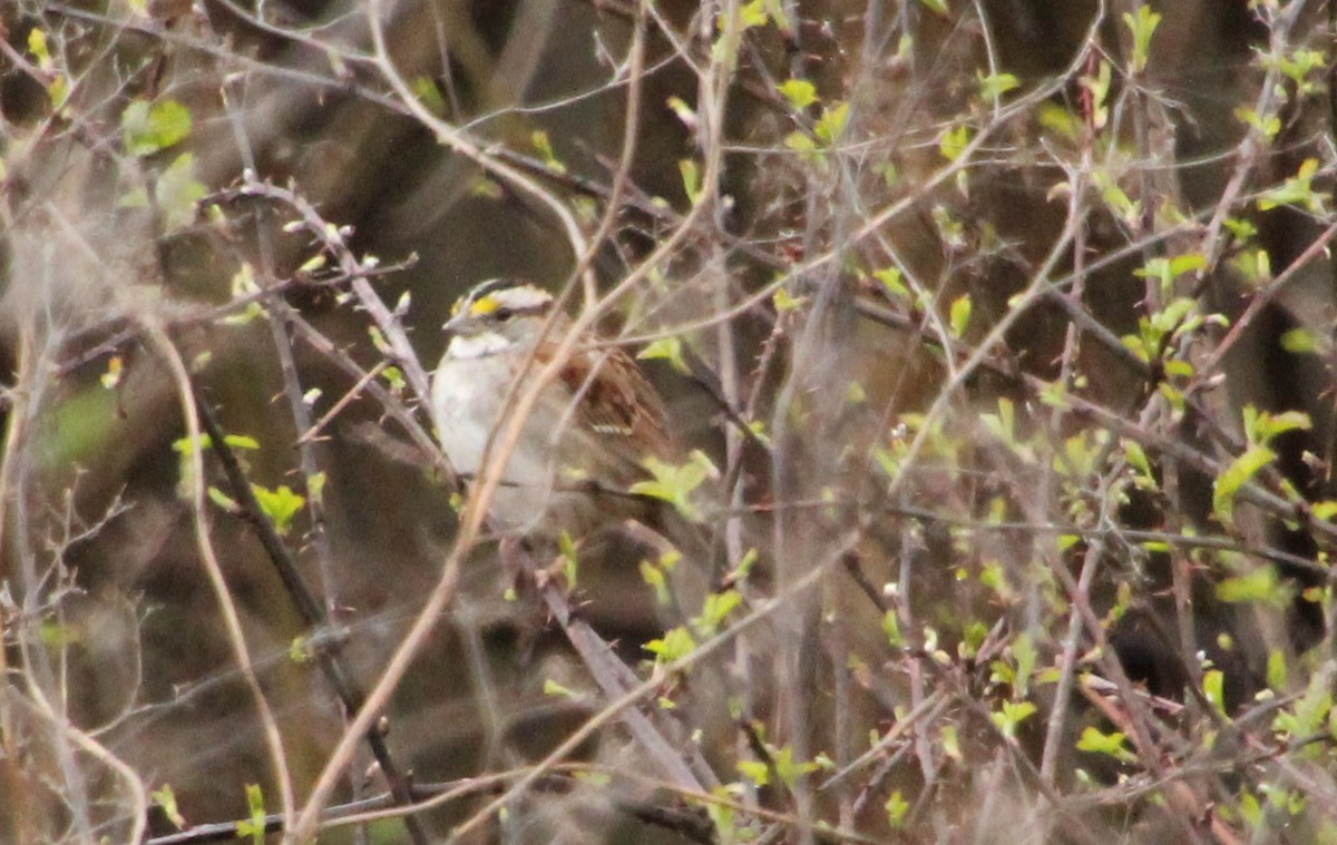 White-throated Sparrow - ML544641651