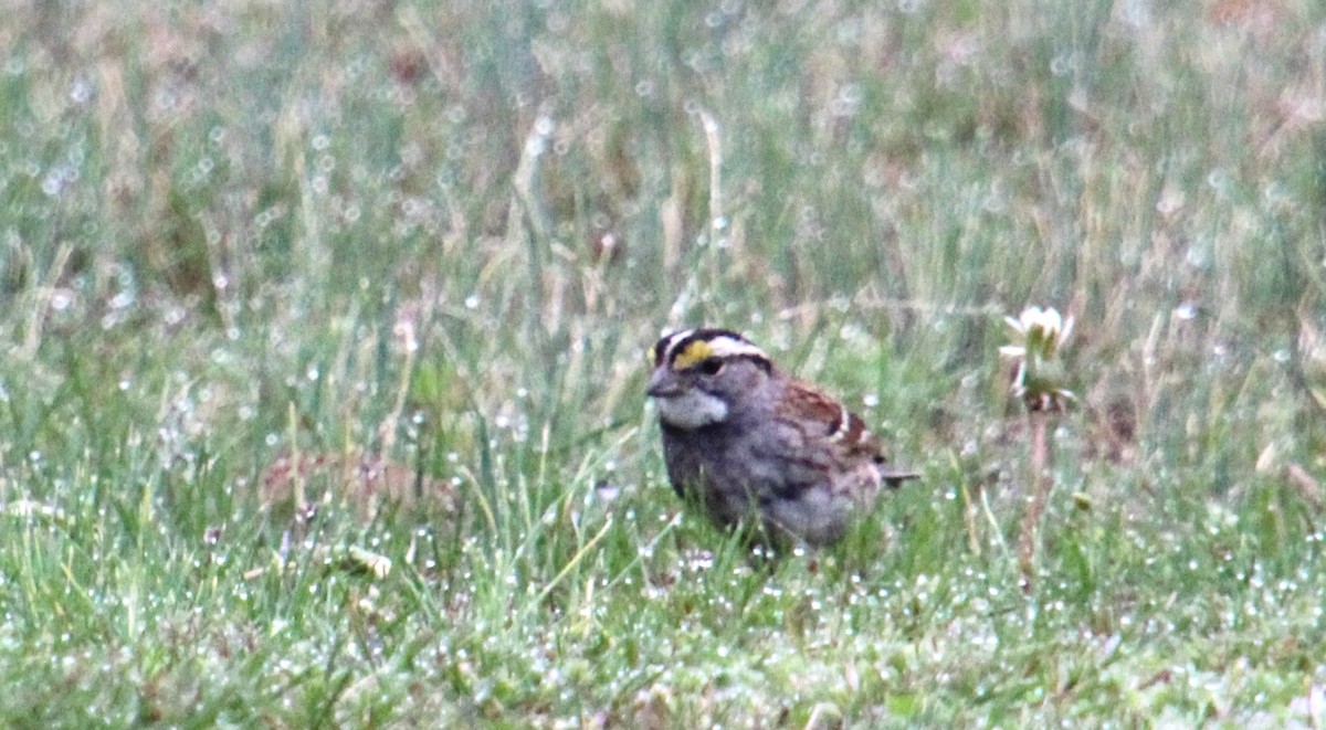 White-throated Sparrow - ML544641661