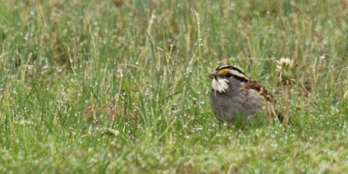 White-throated Sparrow - ML544641671