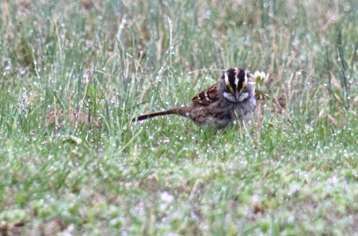 White-throated Sparrow - ML544641681
