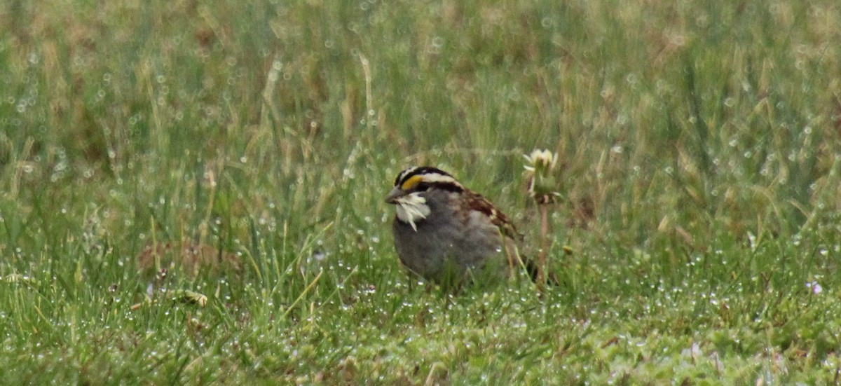 White-throated Sparrow - ML544641701