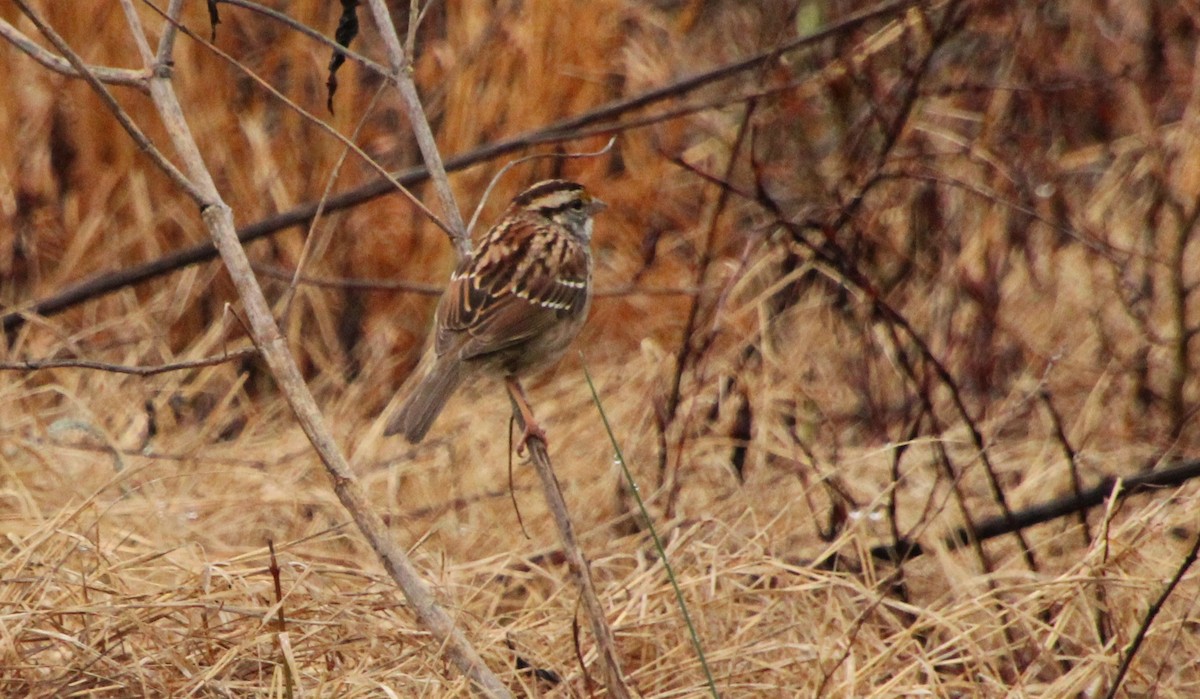 White-throated Sparrow - ML544641711