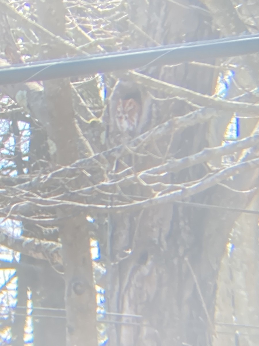 eBird Checklist 12 Mar 2023 Newburyport 4 species