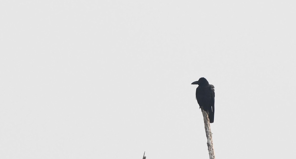 Large-billed Crow - Yoganand K