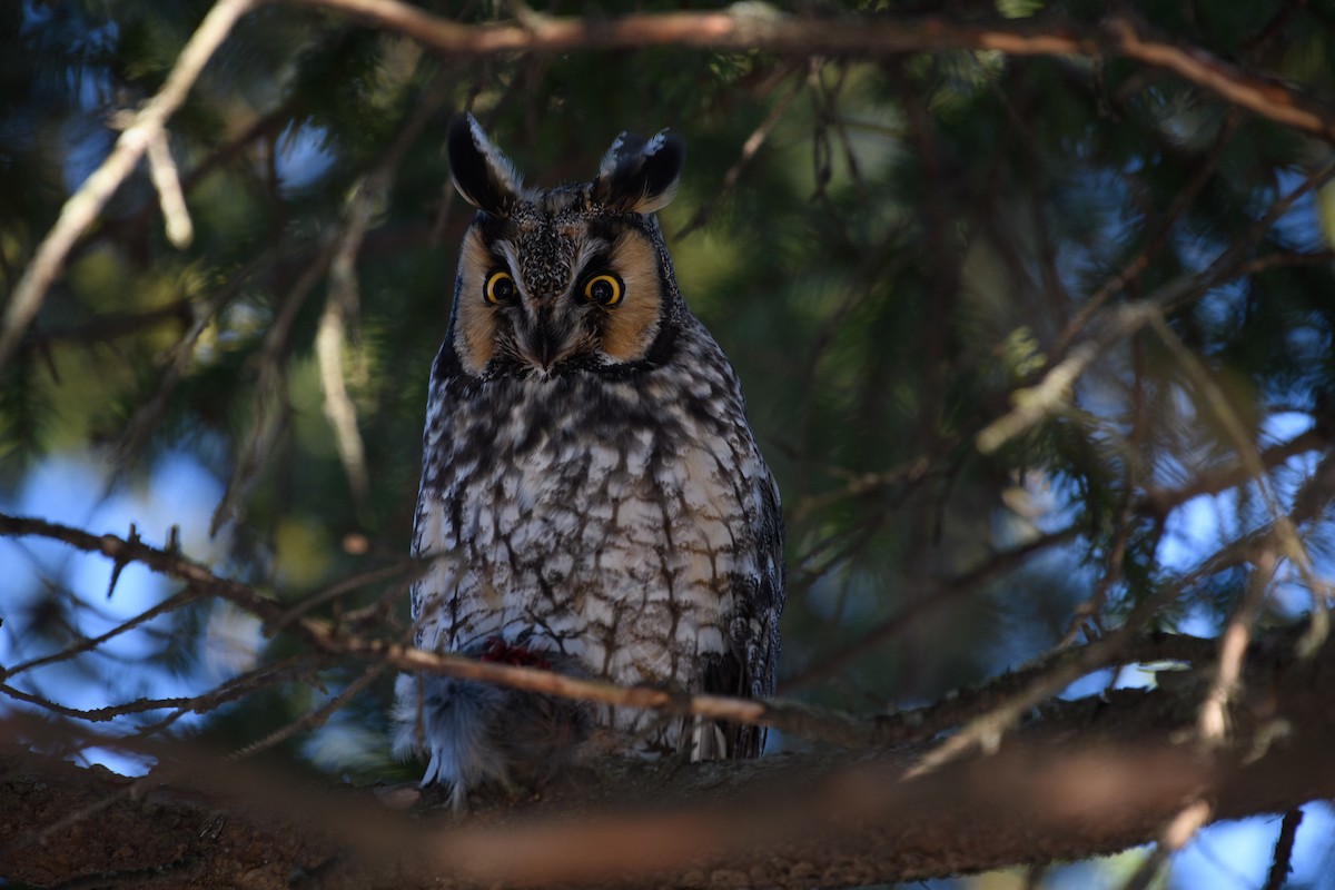 Long-eared Owl - ML544646741
