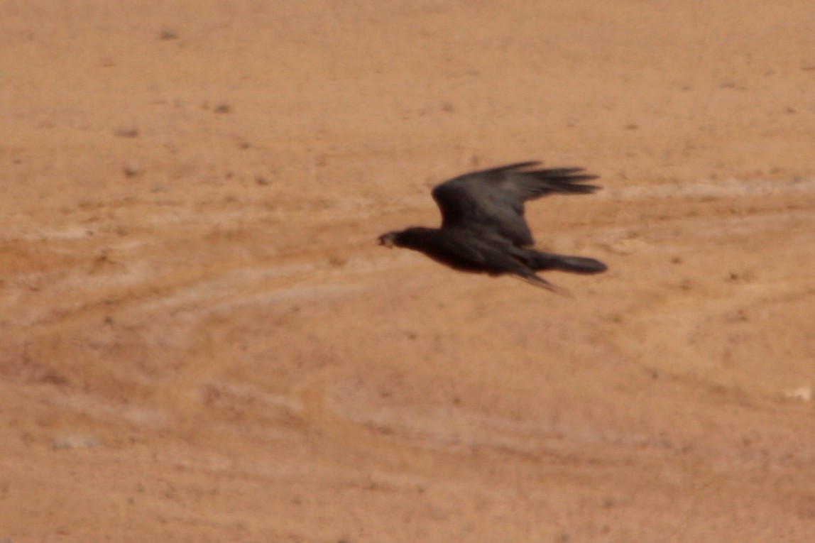 Brown-necked Raven - ML544648061