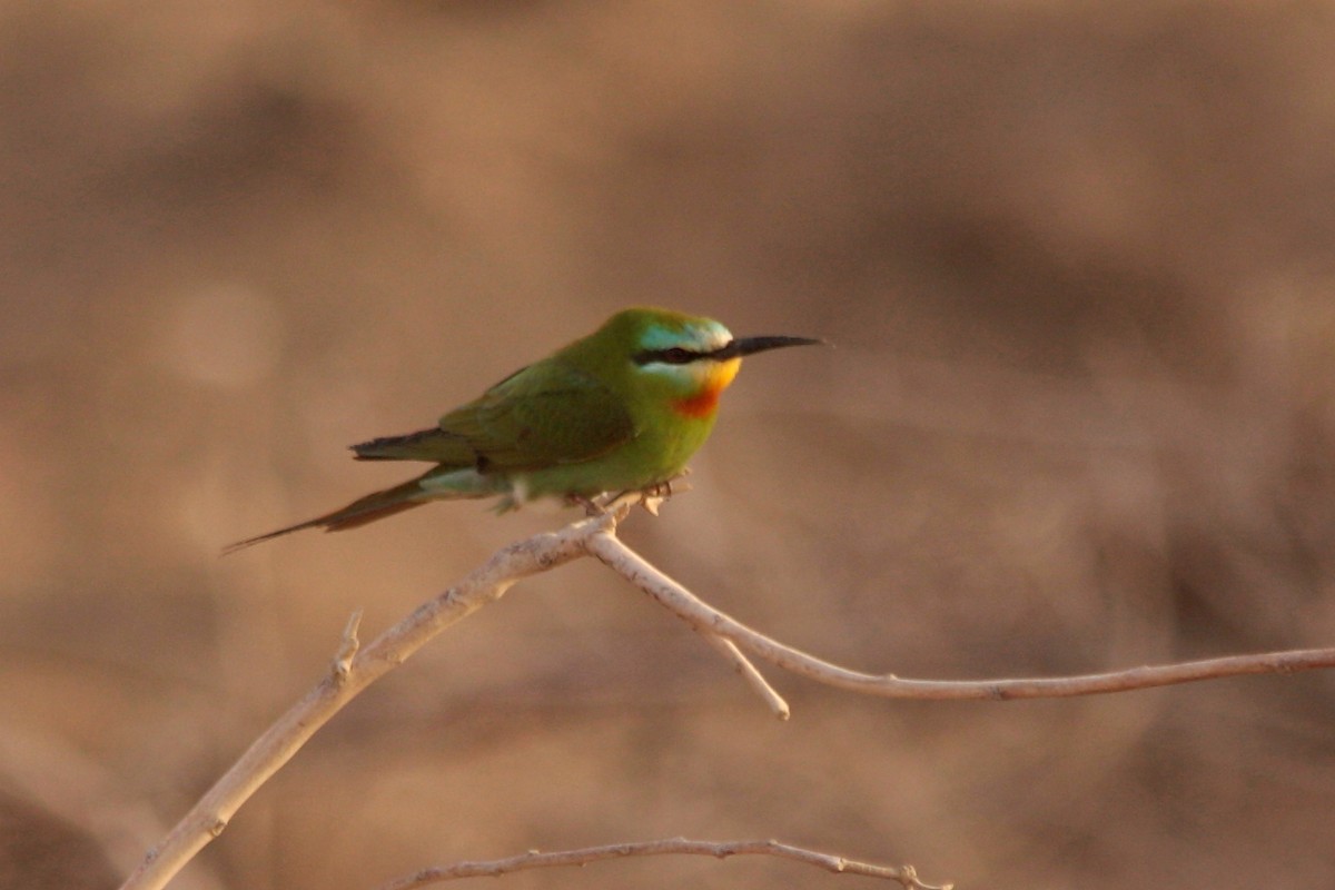Blue-cheeked Bee-eater - ML544648981