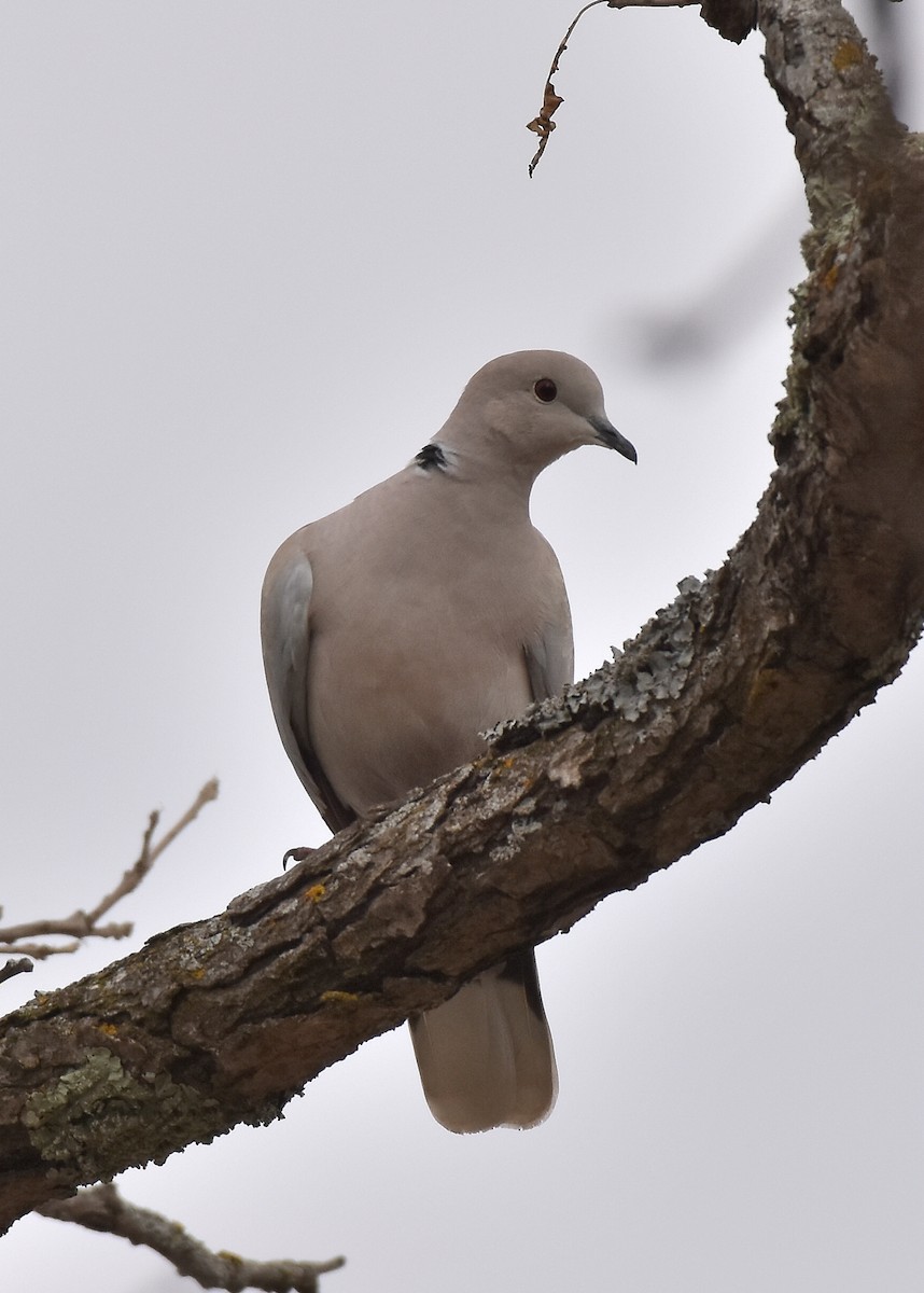Eurasian Collared-Dove - K. Java