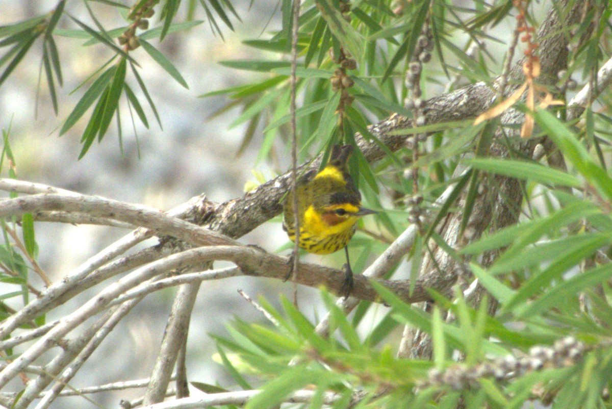 Cape May Warbler - ML544654381