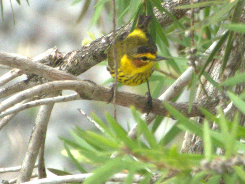 Cape May Warbler - ML544654411