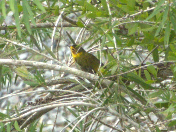 Cape May Warbler - ML544654431