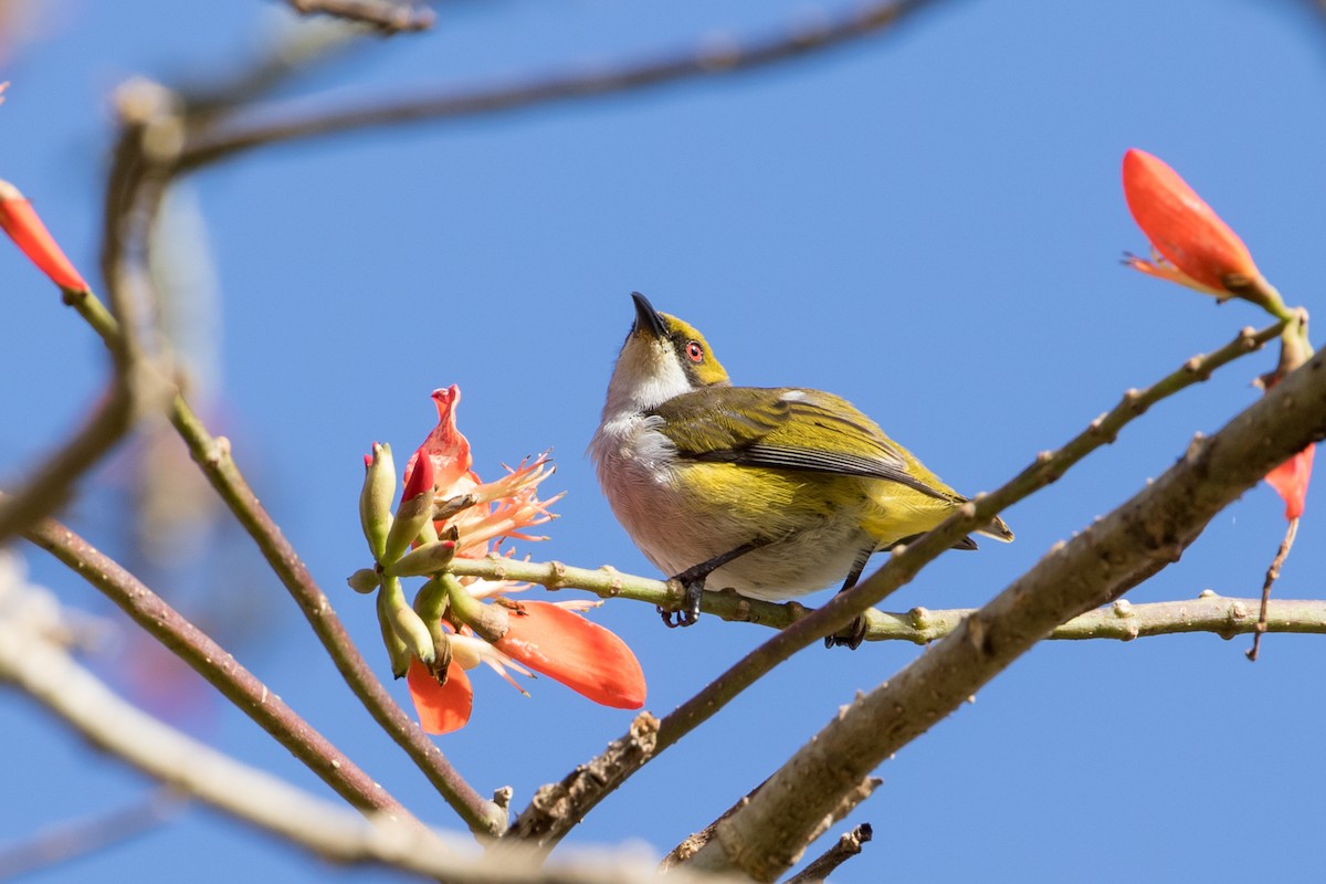 Olive-capped Flowerpecker - ML544657451