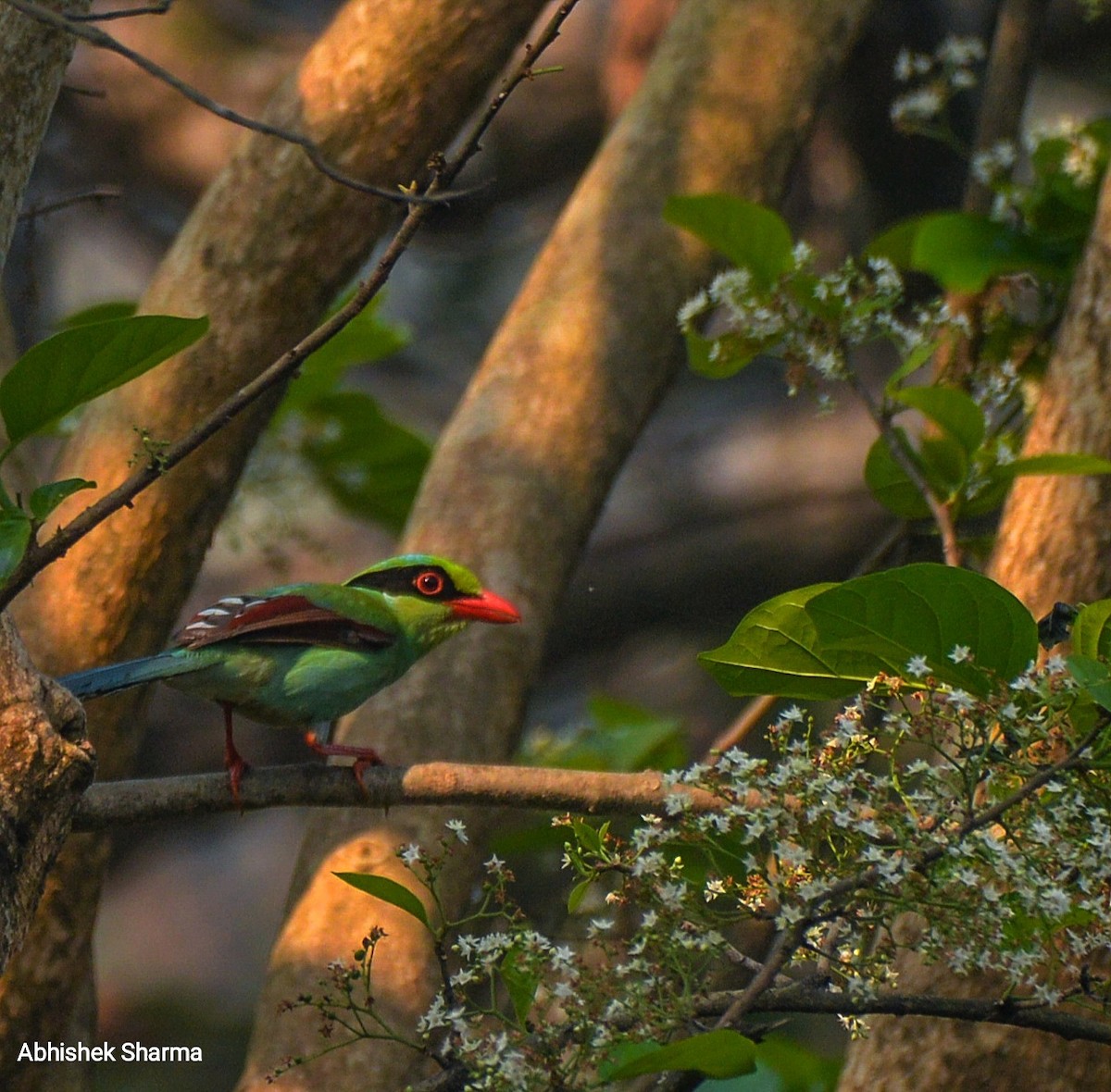 Common Green-Magpie - Abhishek Sharma