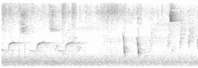 Дрізд-короткодзьоб плямистоволий [група guttatus] - ML544657971