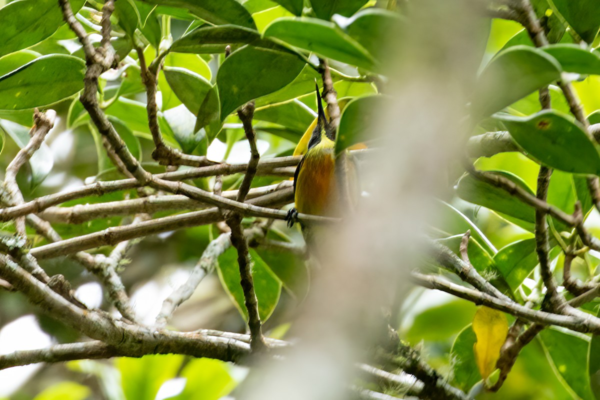 Mindanaonektarvogel - ML544660911