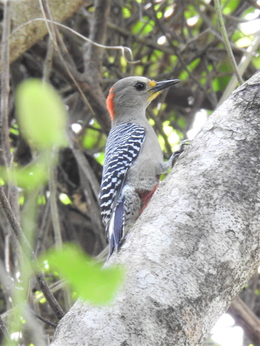 Yucatan Woodpecker - ML544665061