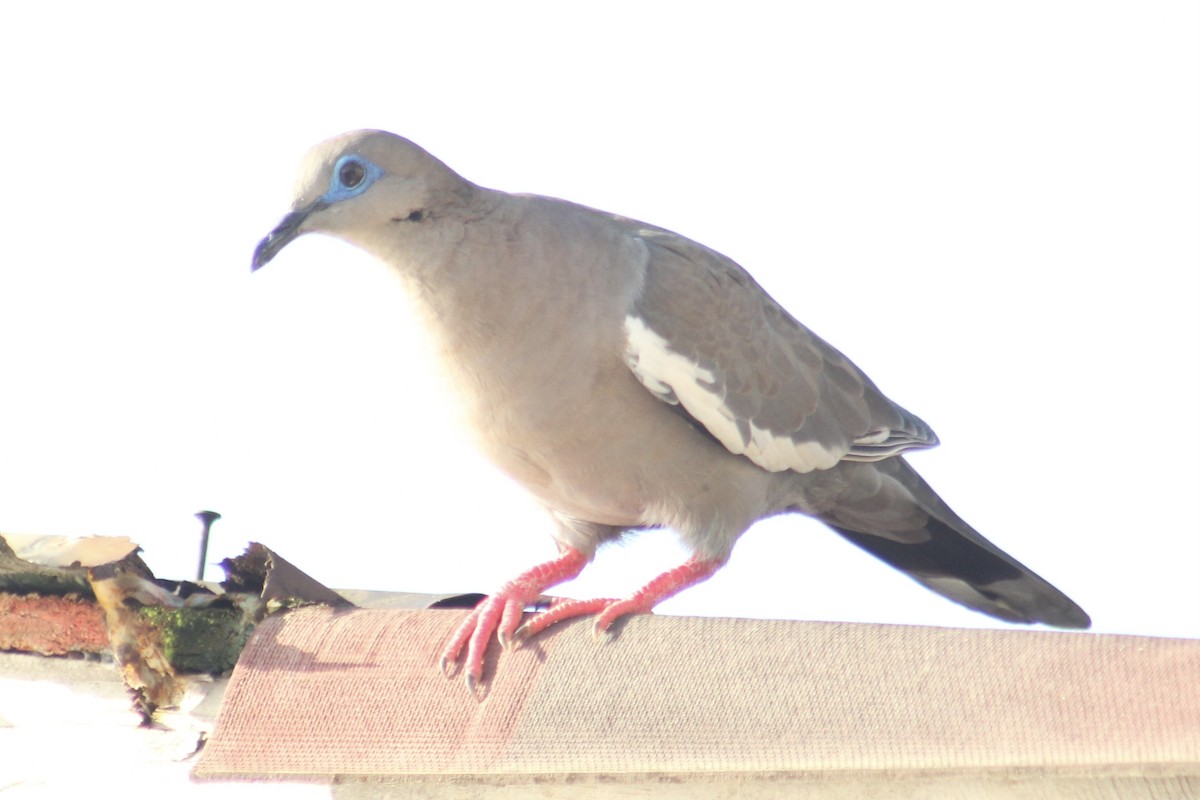 West Peruvian Dove - ML544665461