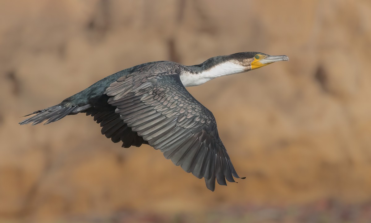Great Cormorant (White-breasted) - ML544666161