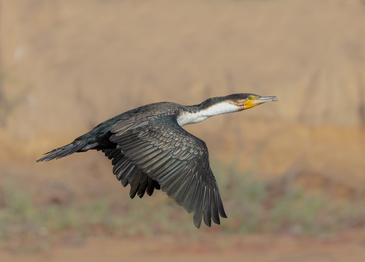 Great Cormorant (White-breasted) - ML544666181