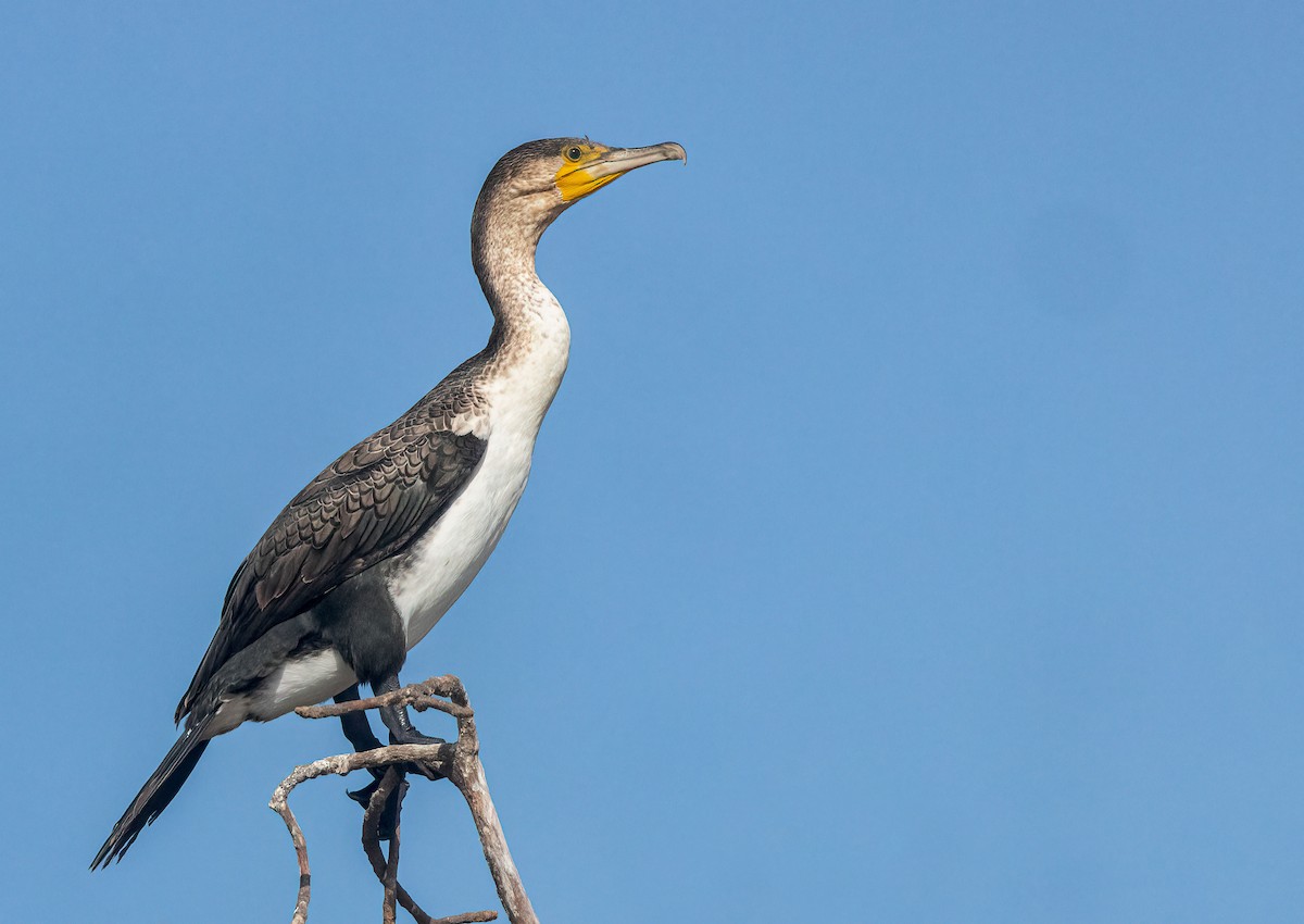 Great Cormorant (White-breasted) - ML544666191