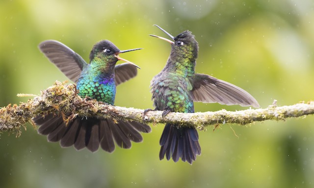 Plumages, Molts, and Structure - Fiery-throated Hummingbird - Panterpe insignis - Birds of the World