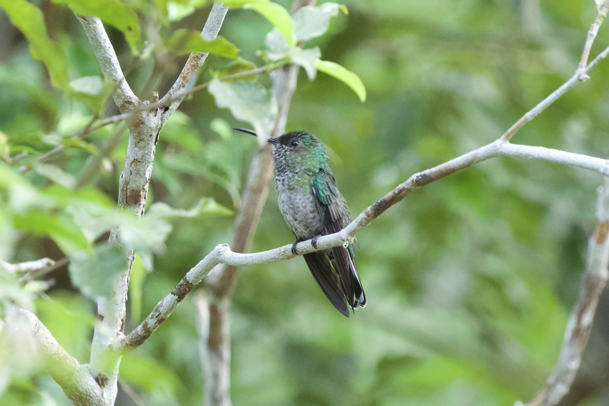 kolibřík skvrnitoprsý - ML544667681