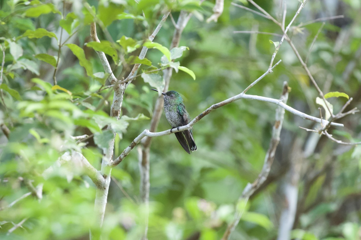 kolibřík skvrnitoprsý - ML544667691