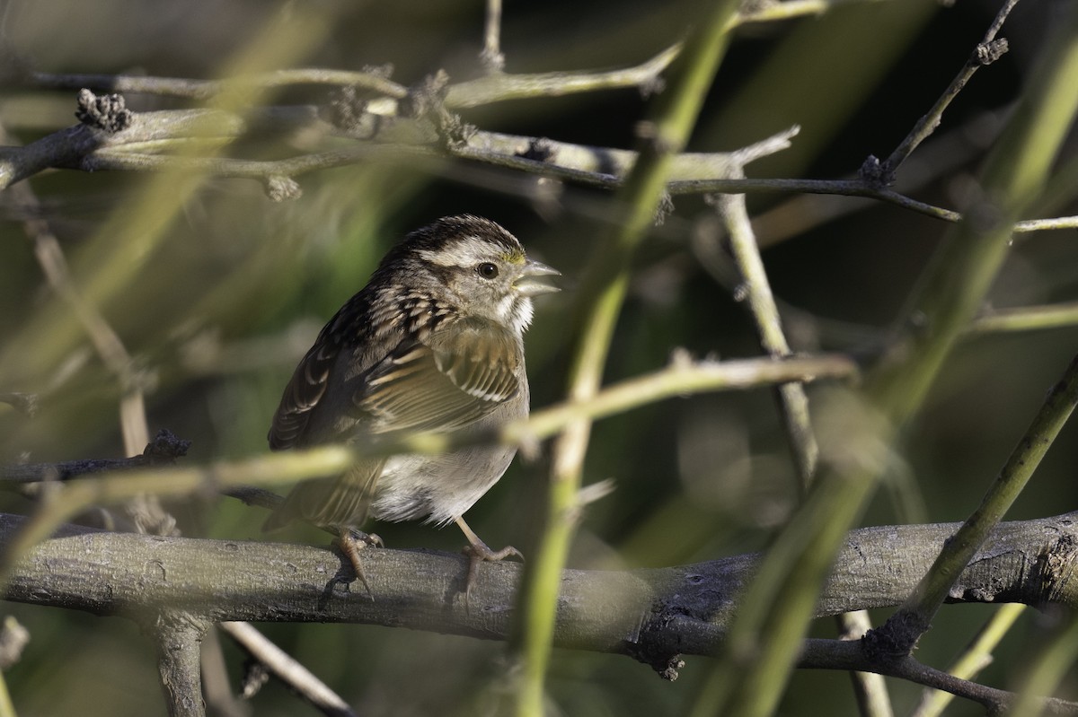 White-throated Sparrow - Neil Rucker