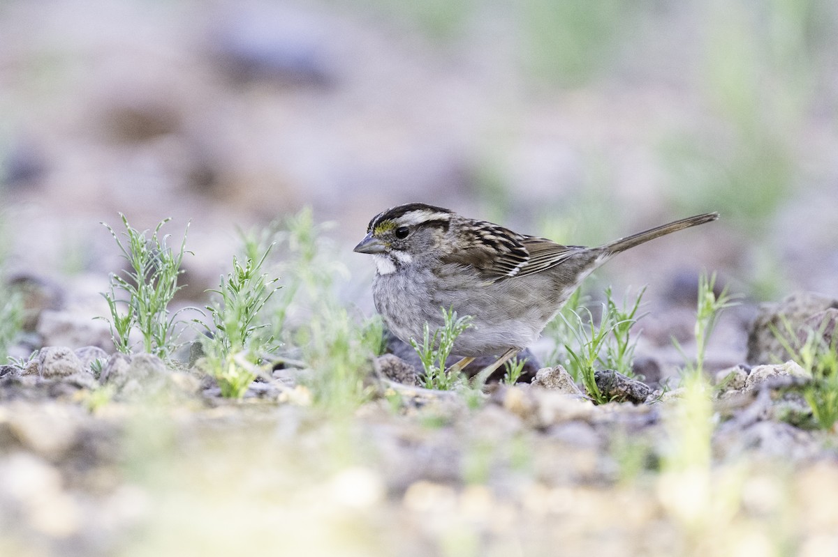 White-throated Sparrow - ML544674601