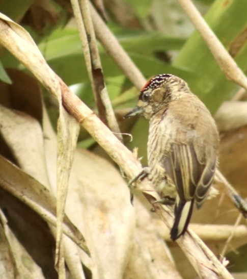 White-barred Piculet - ML544676111