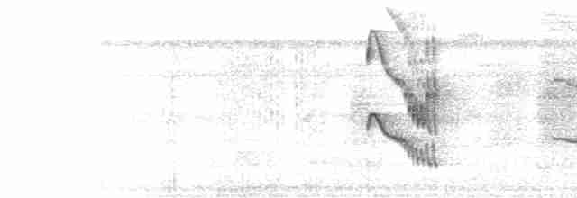  - Golden-collared Manakin