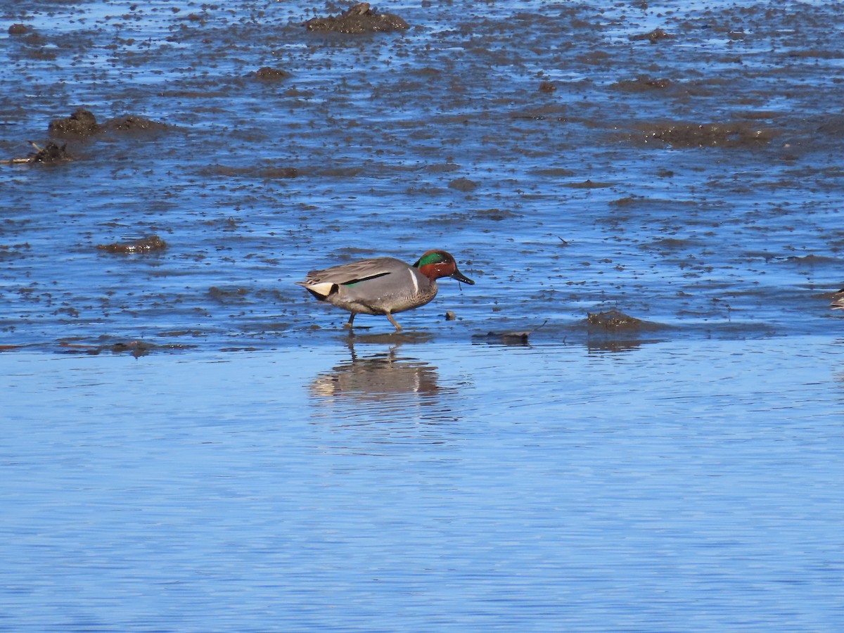 Green-winged Teal - ML544685281