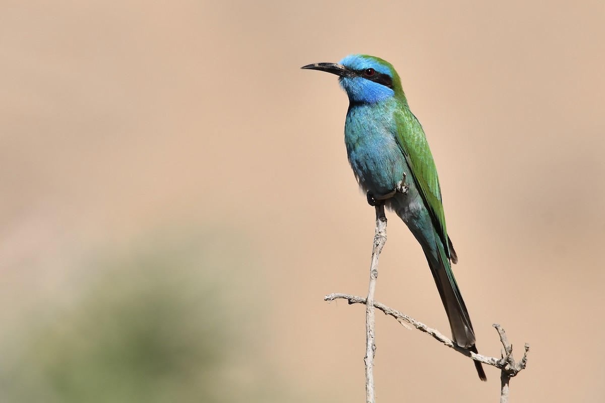 Arabian Green Bee-eater - Rotem Avisar