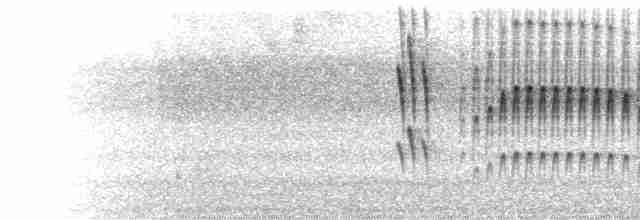  - Yellow-green Tyrannulet