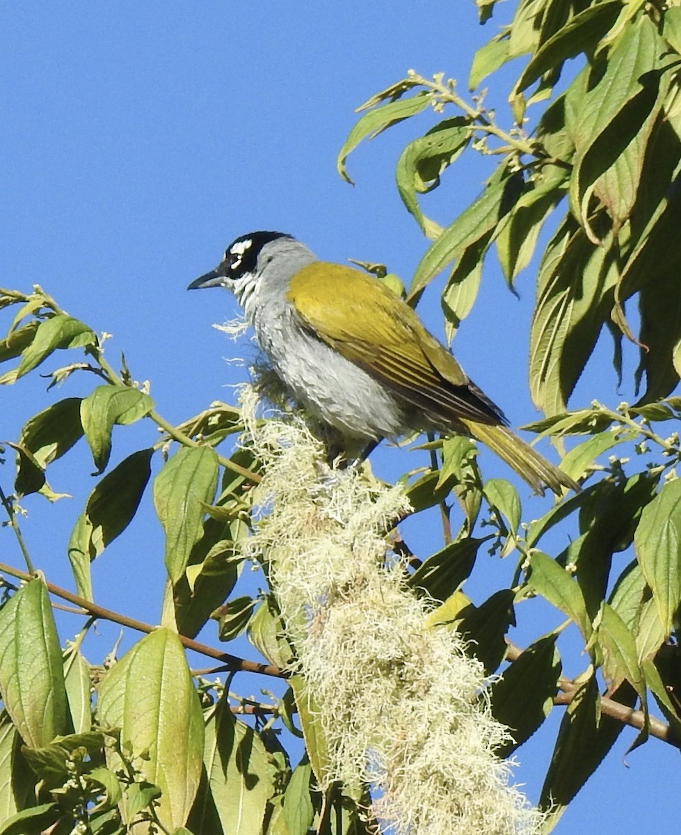 Black-crowned Palm-Tanager - ML544695761