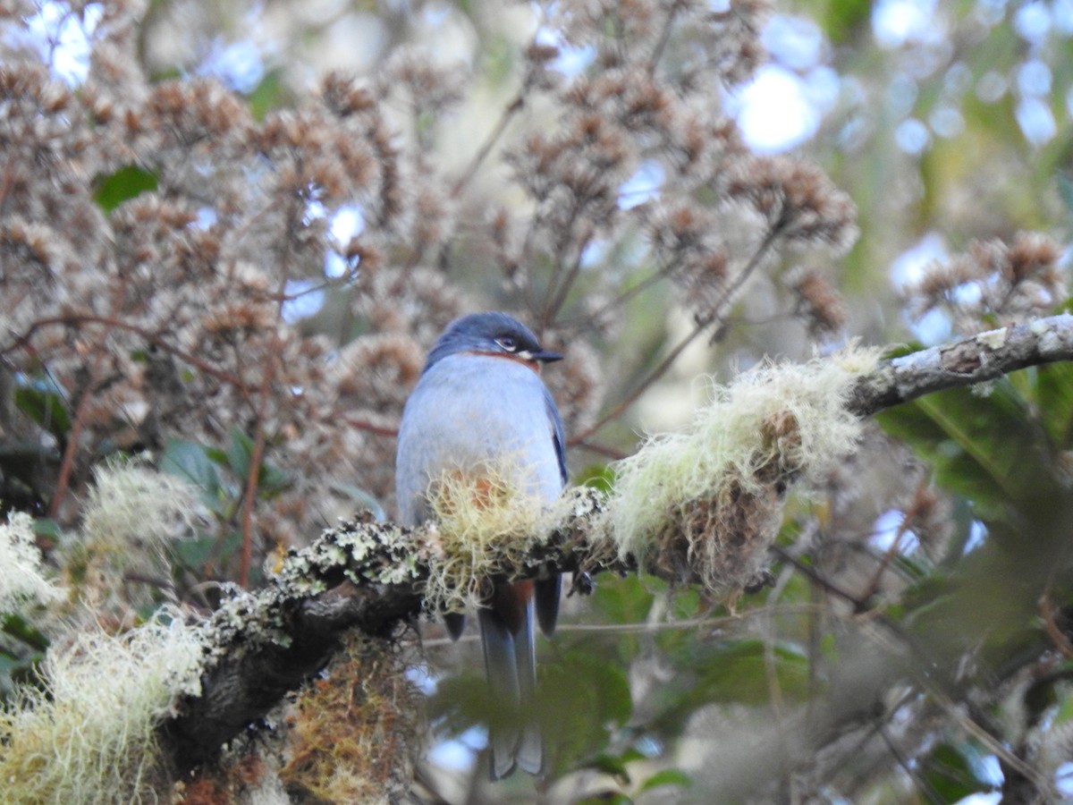 Rufous-throated Solitaire - ML544695871